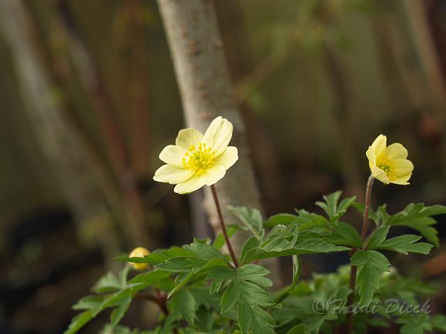 Anemone Lipsae-Hybriden Seemannii1.JPG - Anemone Lipsae-Hybr. 'Seemannniii' / Frühlingsanemone, Buschwindröschen - Herrenkamper Gärten